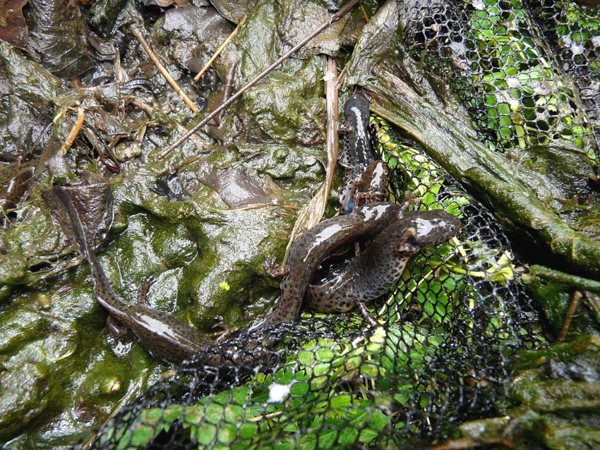 Triturus alpestris apuanus sulla Collina Torinese